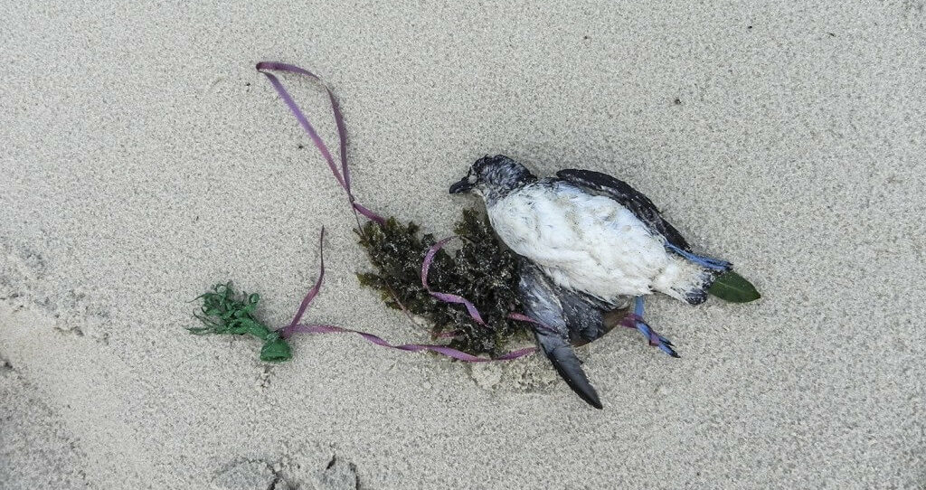 A black-winged petrel that died after becoming entangled in a balloon’s ribbon.